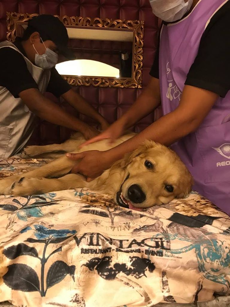 بالفيديو والصور.. أول فندق للكلاب في الهند