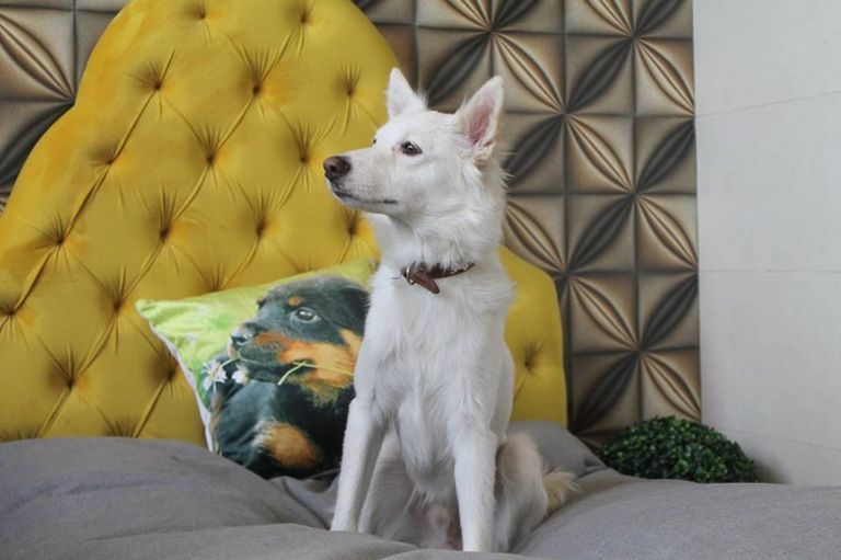 بالفيديو والصور.. أول فندق للكلاب في الهند