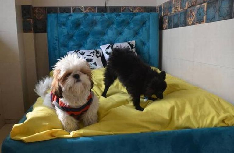 بالفيديو والصور.. أول فندق للكلاب في الهند