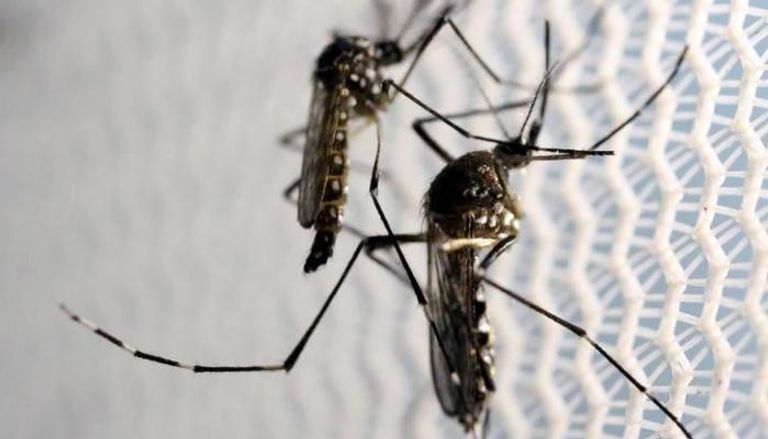 البعوضة الناقلة للملاريا/ أرشيفية