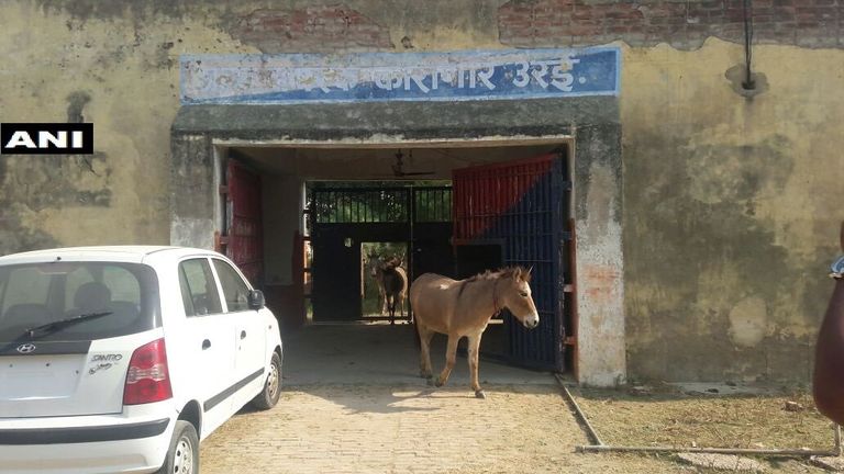 بالفيديو.. احتجاز 8 حمير لـ3 أيام بالهند