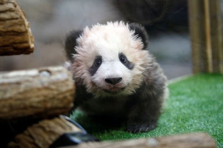 الباندا الوليد "يوان مينغ"