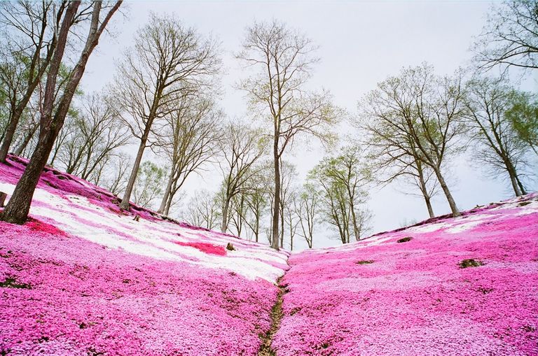 حديقة "هيجاشيموكوتو" 