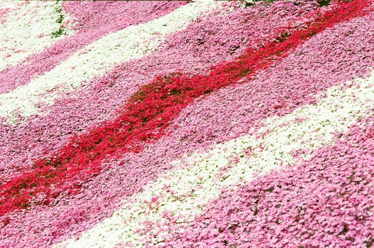 حديقة "هيجاشيموكوتو" 