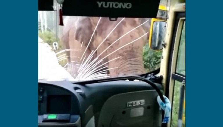 فيل يهاجم حافلة 