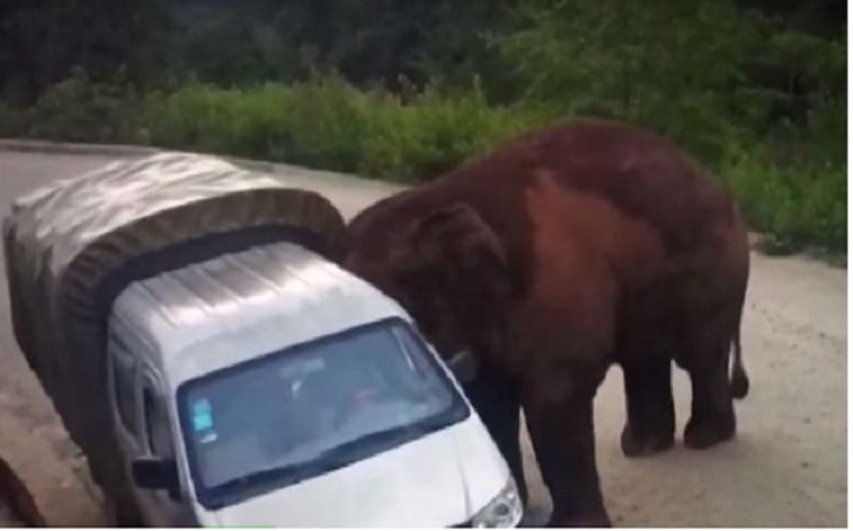 فيل يهاجم حافلة 