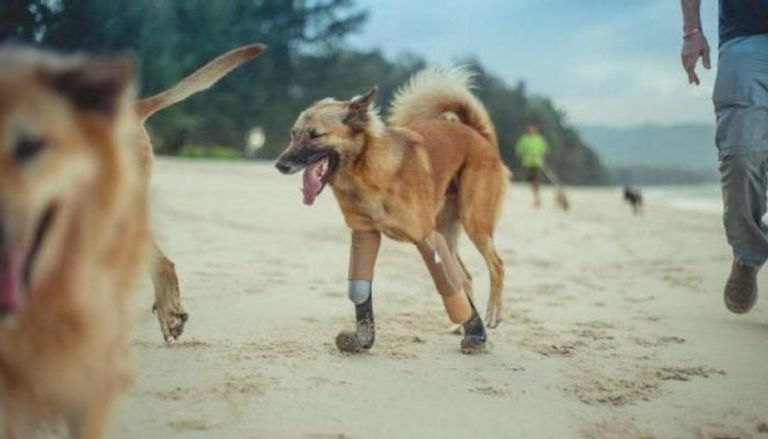 الكلب التايلاندي كولا بعد تركيب ساقين اصطناعيتين له