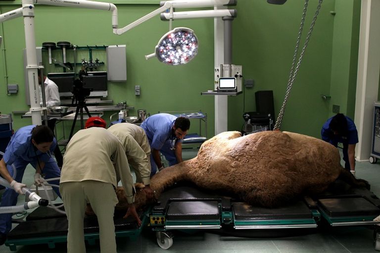 يمكن للمستشفى علاج 20 جملا