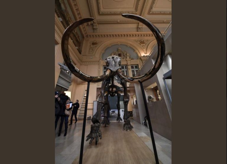 الهيكل الكامل العملاق يتجاوز ارتفاعه 3 أمتار