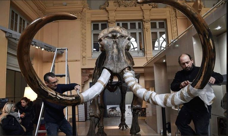 الهيكل الكامل العملاق يتجاوز ارتفاعه 3 أمتار