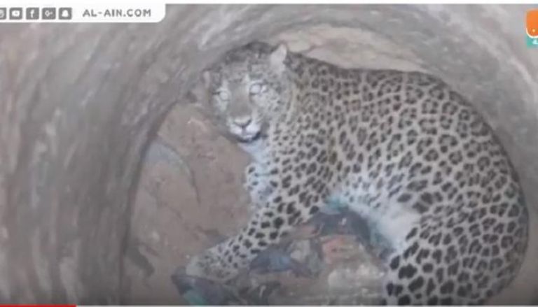 إنقاذ نمر سقط في بئر بالهند