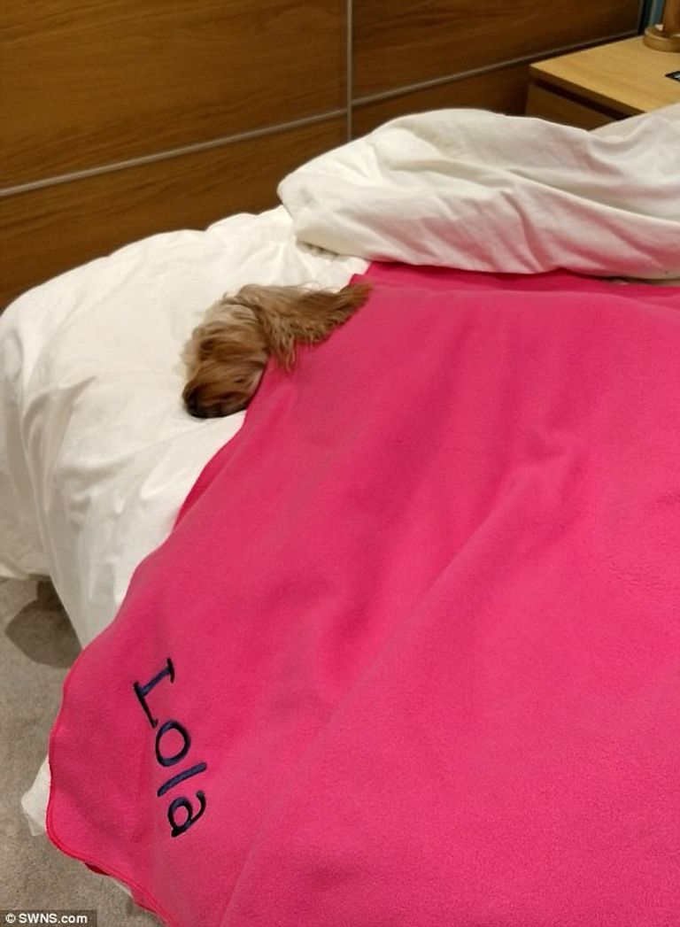 السيدة البريطانية تدلل كلبتها في الكريسماس