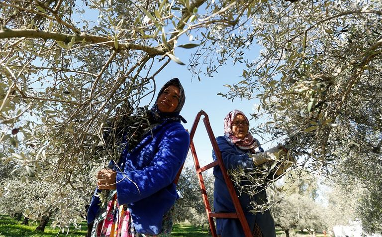 العام الماضي تضرر إنتاج الزيتون في تونس بشدة جراء الجفاف