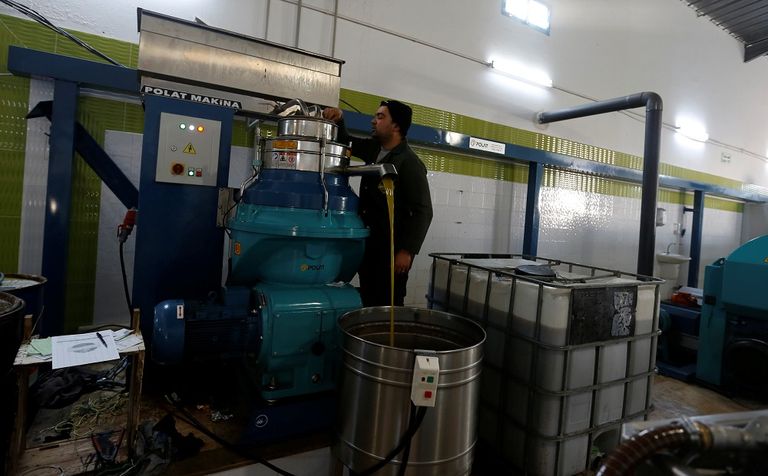 العام الماضي تضرر إنتاج الزيتون في تونس بشدة جراء الجفاف