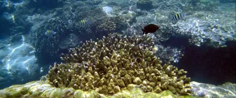 جسر رام سيتو الأسطوري