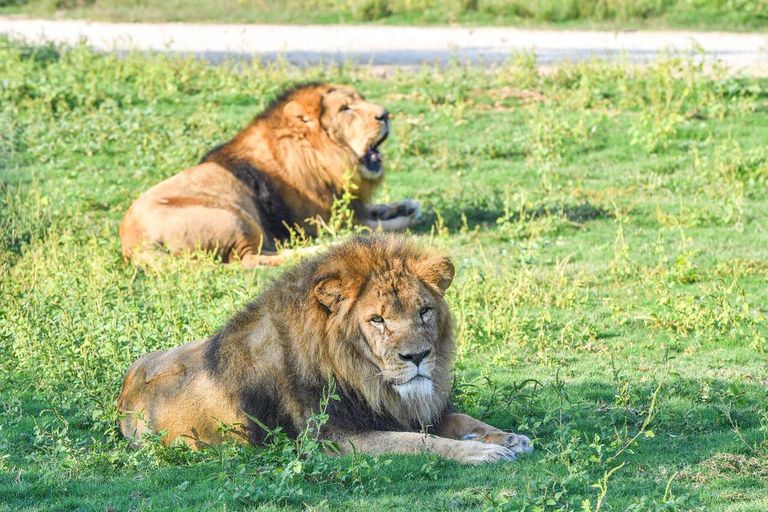 الشيخ محمد بن راشد آل مكتوم في "سفاري دبي"