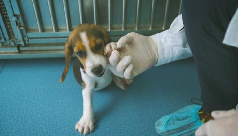 الكلاب المعدلة وراثيا تستخدم في أبحاث لعلاج الأمراض