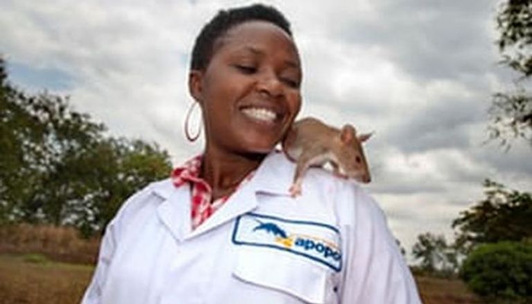 الفئران مع الباحثين في تنزانيا