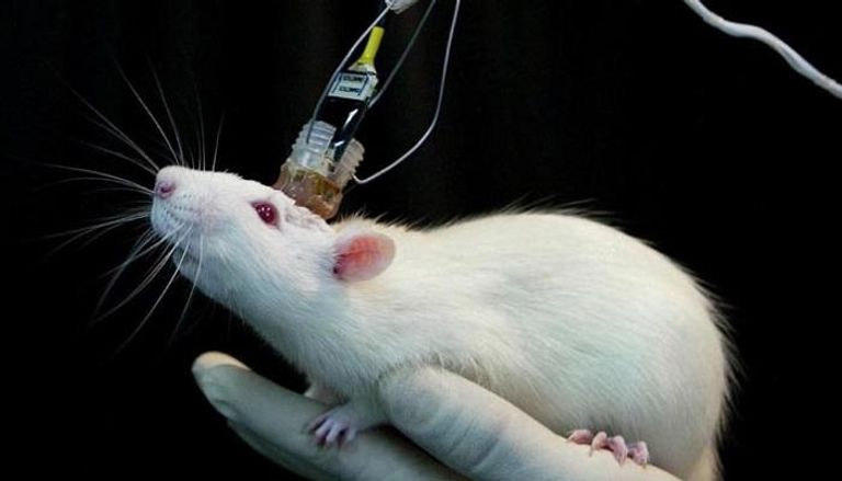 فئران عملاقة تكتشف مرض السل