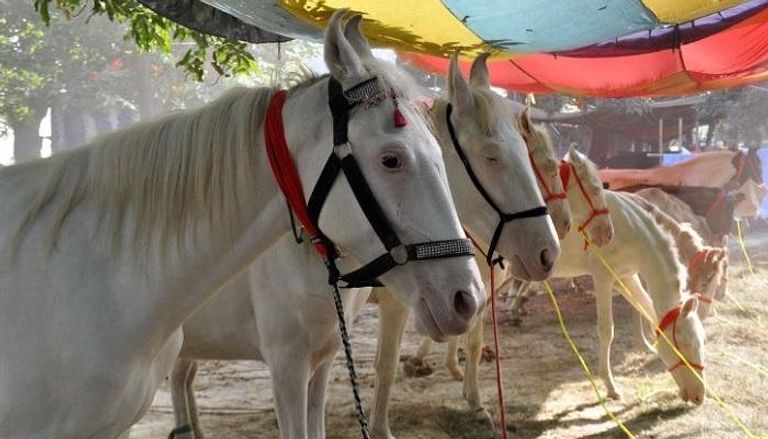 حركة الخيول محظورة في موسم الزفاف بالهند 