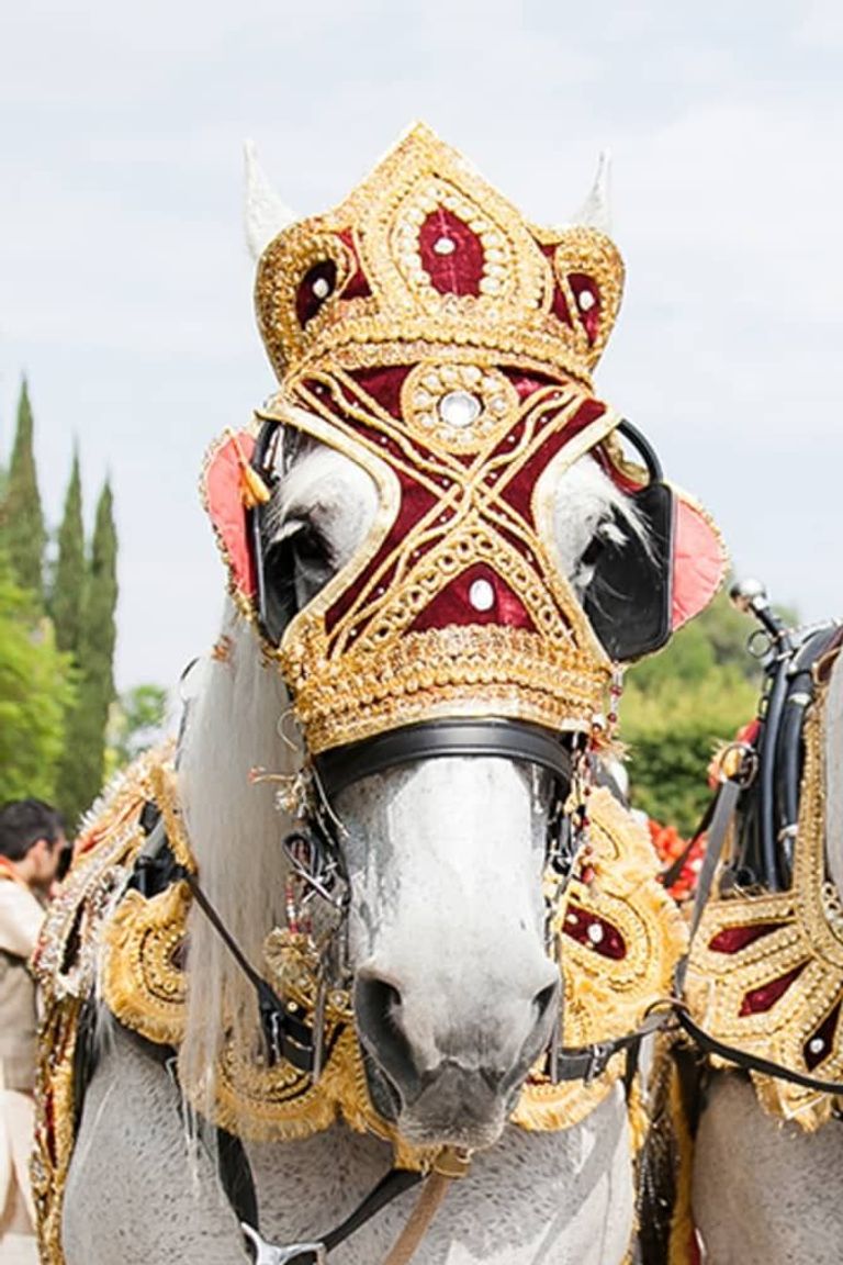 الخيول حاضرة في احتفالات الهنود بالأعراس  حركة الخيول محظورة في موسم الزفاف بالهند