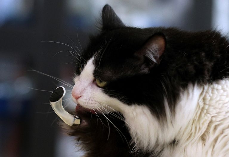 القط بووه بأقدام صناعية 