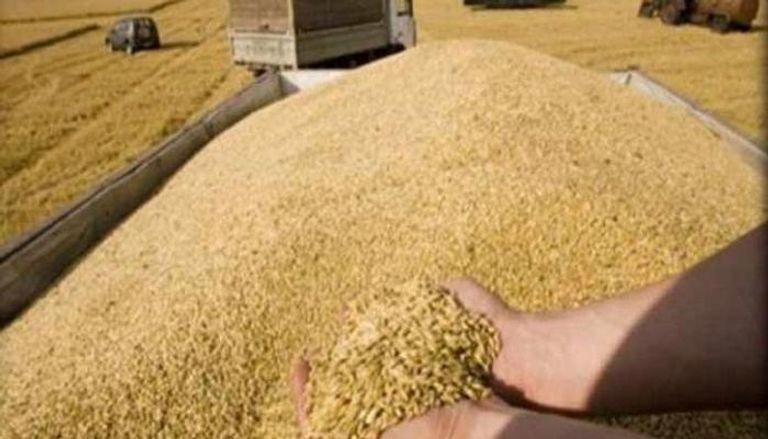 احتياطي مصر من القمح يكفى خمسة أشهر 
