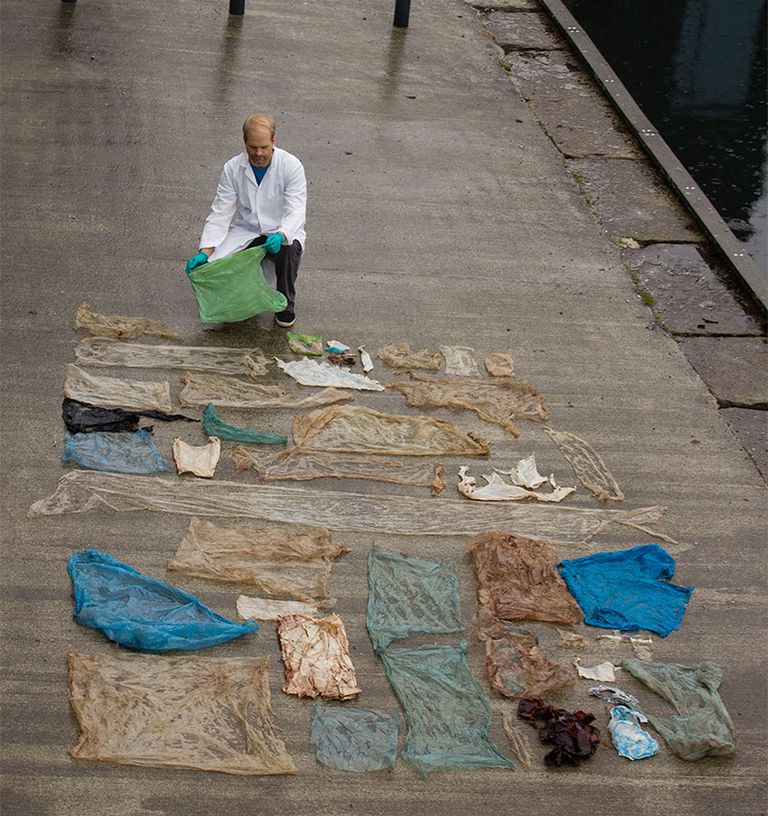 الأطباء شرحوا جثة الحوت النافق