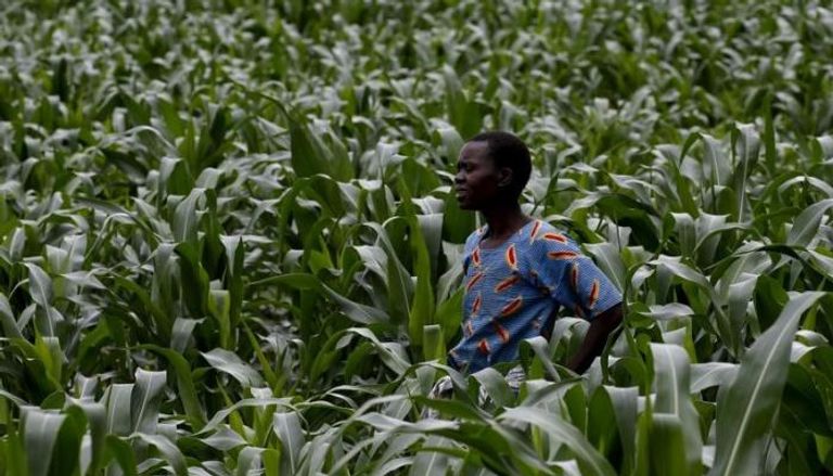 مزارعة في حقل ذرة قرب ليلونجوي عاصمة مالاوي