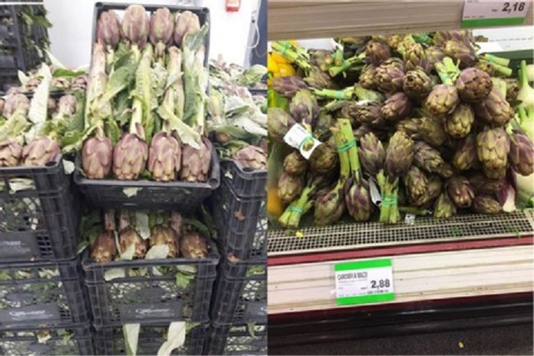 تنتج إيطاليا خرشوف أرجواني اللون