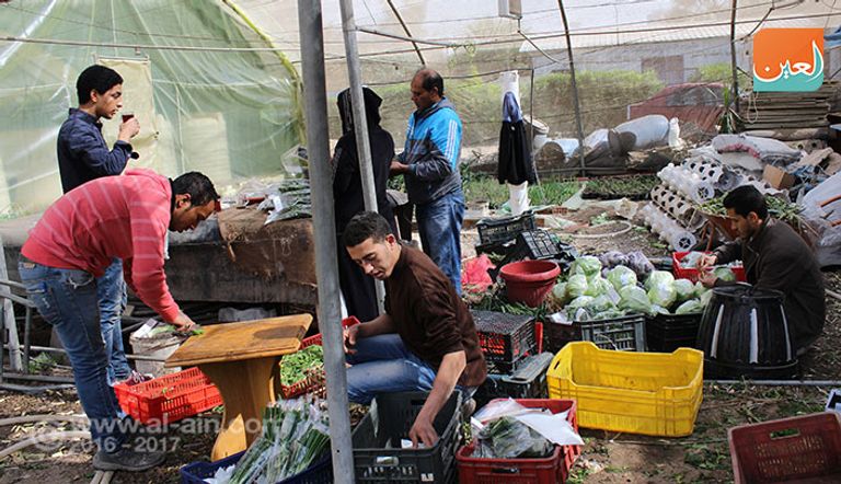 صوب لنباتات زراعية بدون تربة