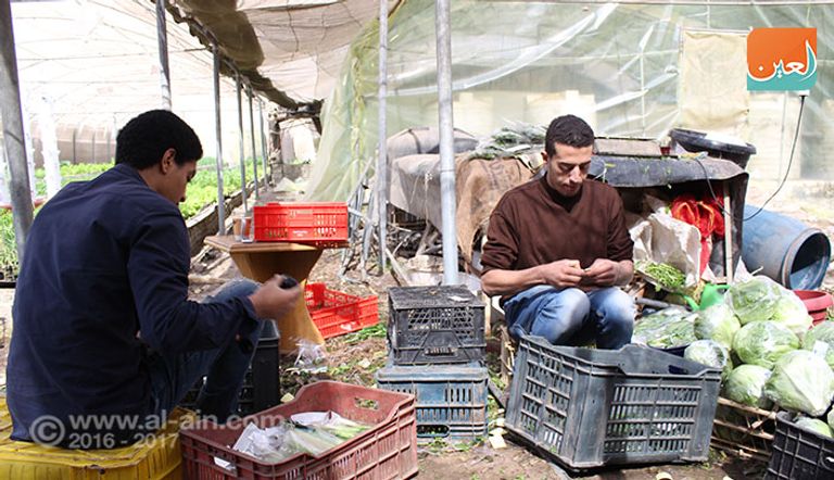 صوب لنباتات زراعية بدون تربة