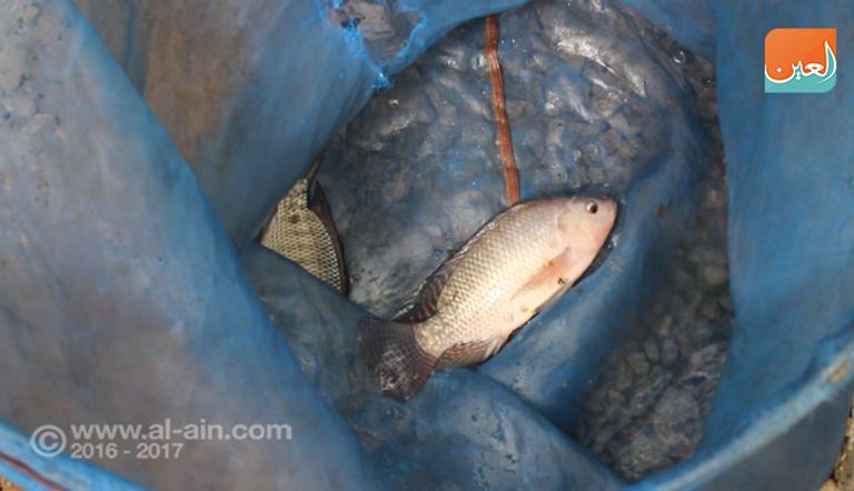 صوب لنباتات زراعية بدون تربة