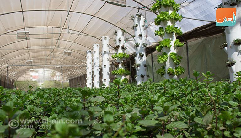 صوب لنباتات زراعية بدون تربة