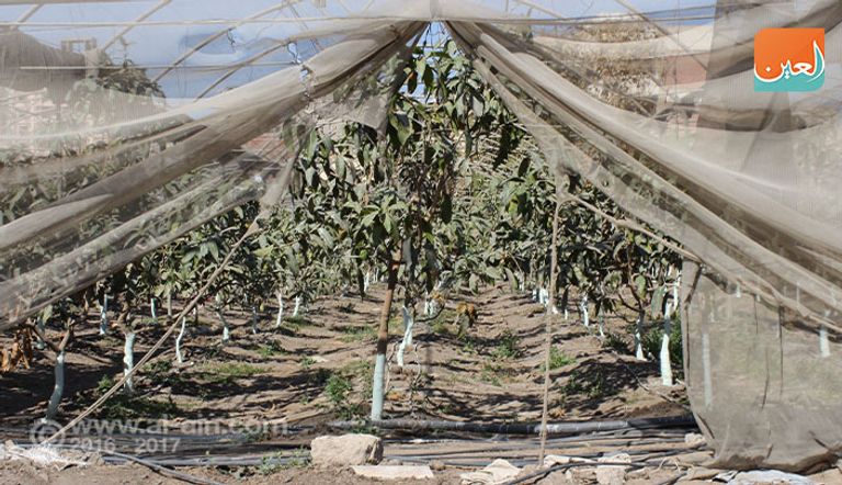 صوب لنباتات زراعية بدون تربة