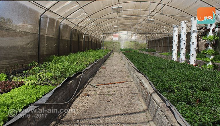 صوب لنباتات زراعية بدون تربة
