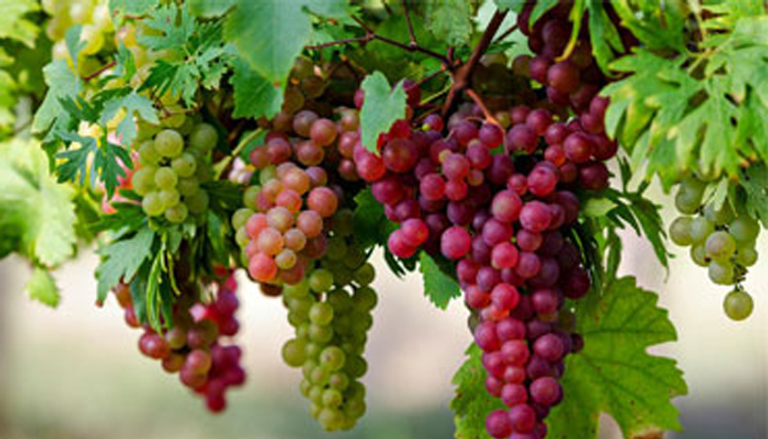 هل تعلم بأن الفراولة تساعد على تحسين المزاج؟