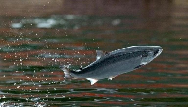 سمكة سالمون تقفز خارج المياه قرب ميناء على المحيط الهادي بتشيلي