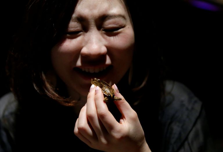 كيك بالشكولاتة والصراصير الاستوائية