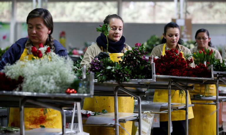 جامعة ورود حمراء في إحدى المزارع في كولومبيا