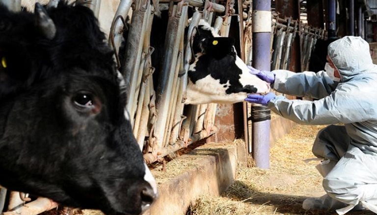 موظف صحي في إحدى مزارع الأبقار