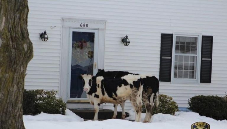 البقرتان أمام الباب