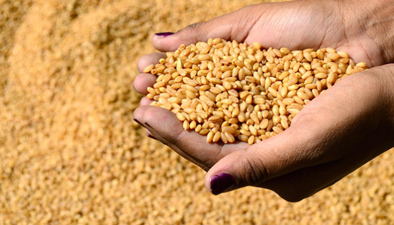 مصر تطرح مناقصة لشراء القمح