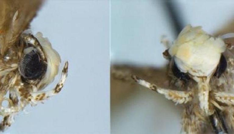 الرئيس الأمريكي يشبه سمكة