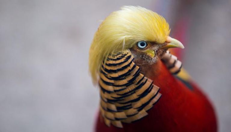 الرئيس الأمريكي يشبه سمكة