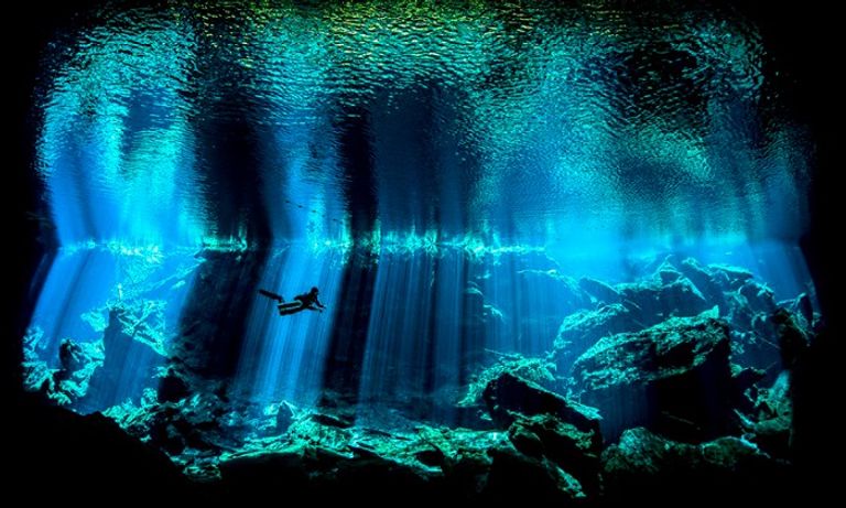 صورة الأخطبوط الراقص