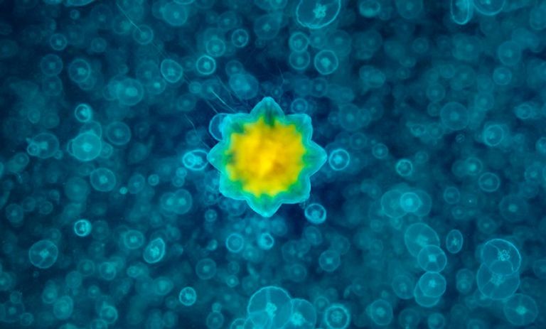 صورة الأخطبوط الراقص