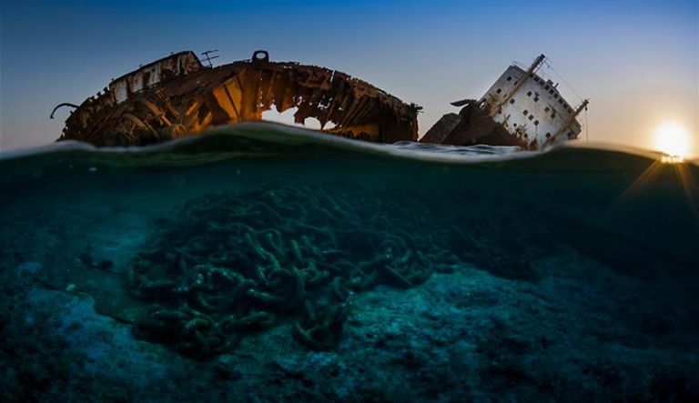 صورة الأخطبوط الراقص