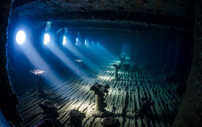 صورة الأخطبوط الراقص