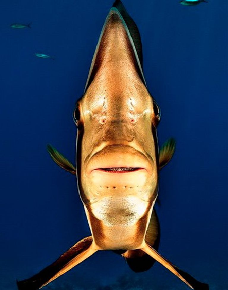 صورة الأخطبوط الراقص